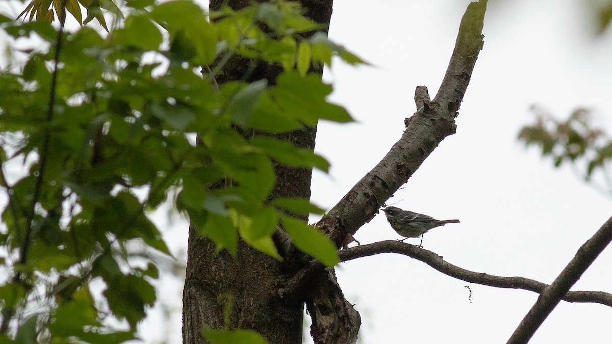 Yellow-rumped Warbler - ML617767231