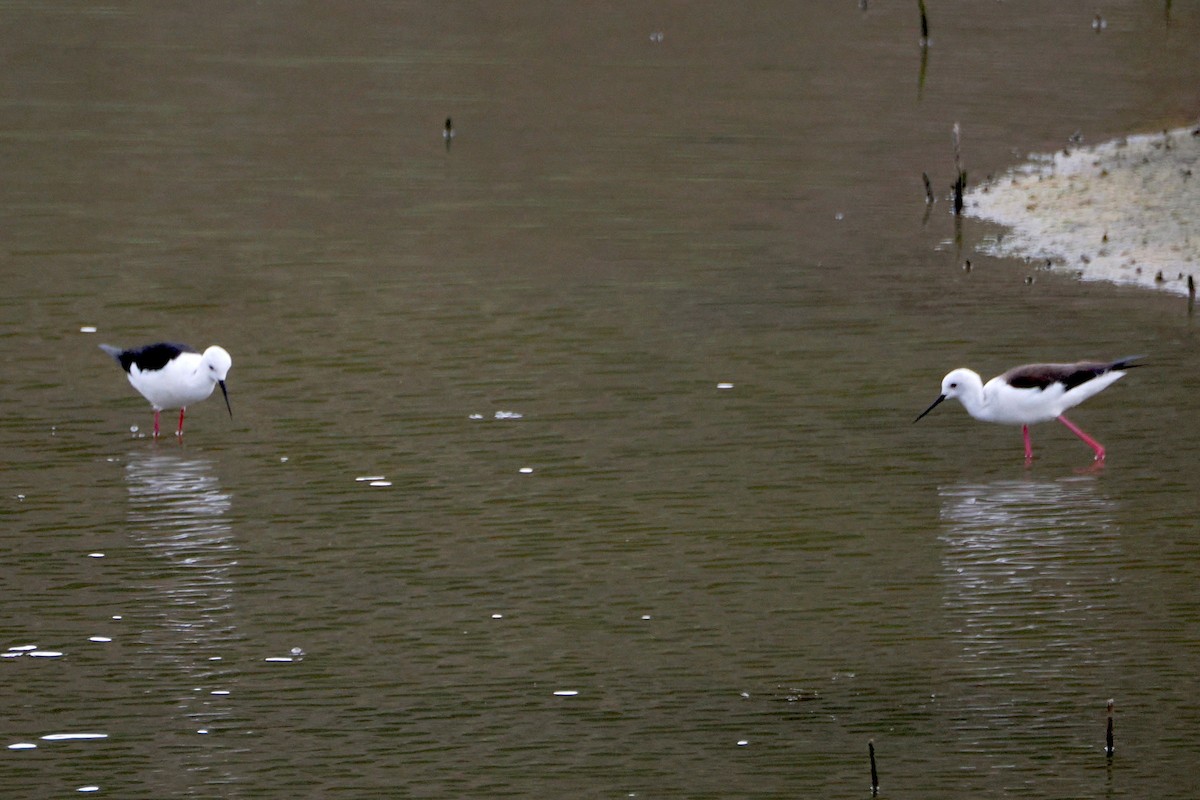 Black-winged Stilt - ML617767238