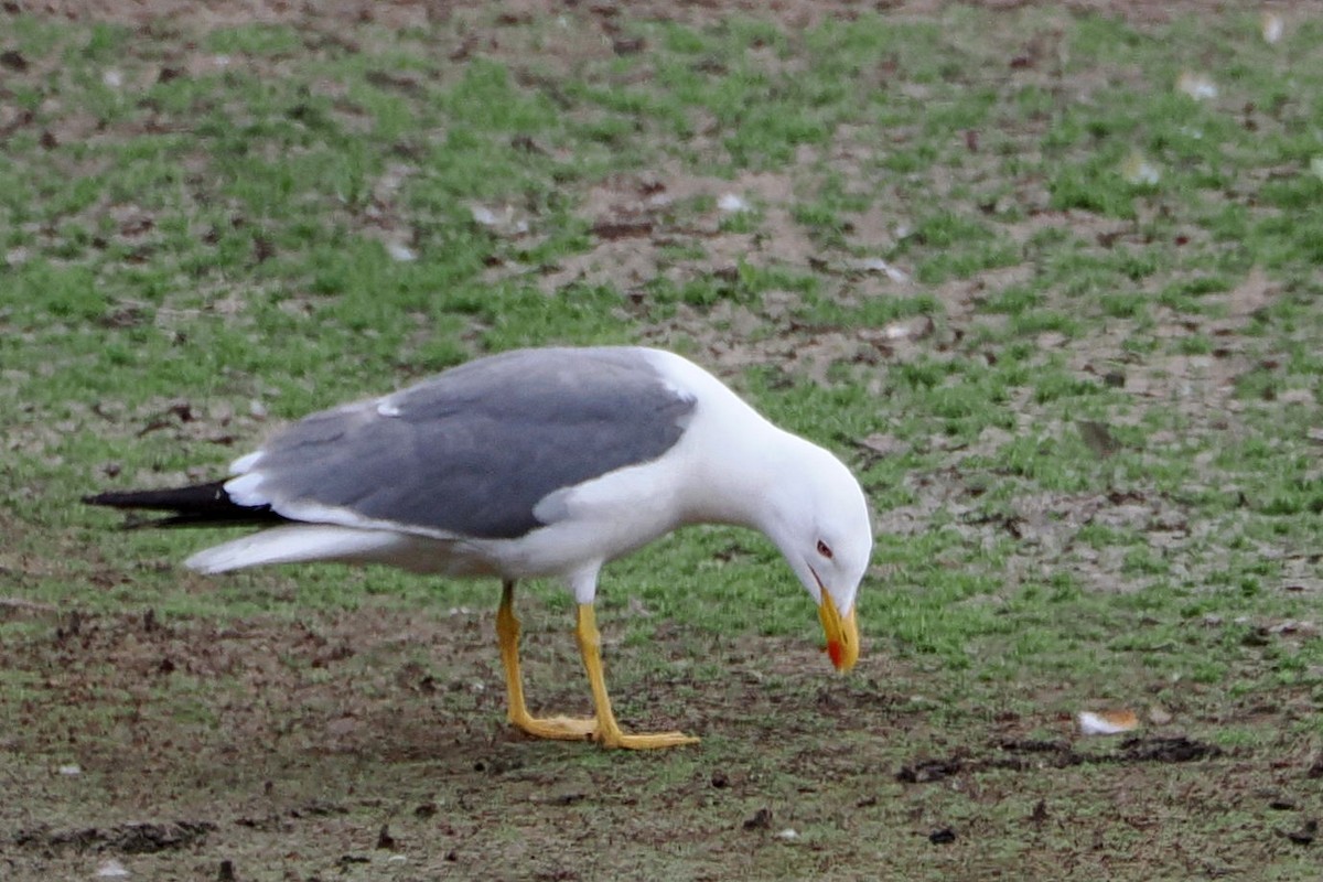 Yellow-legged Gull - ML617767244