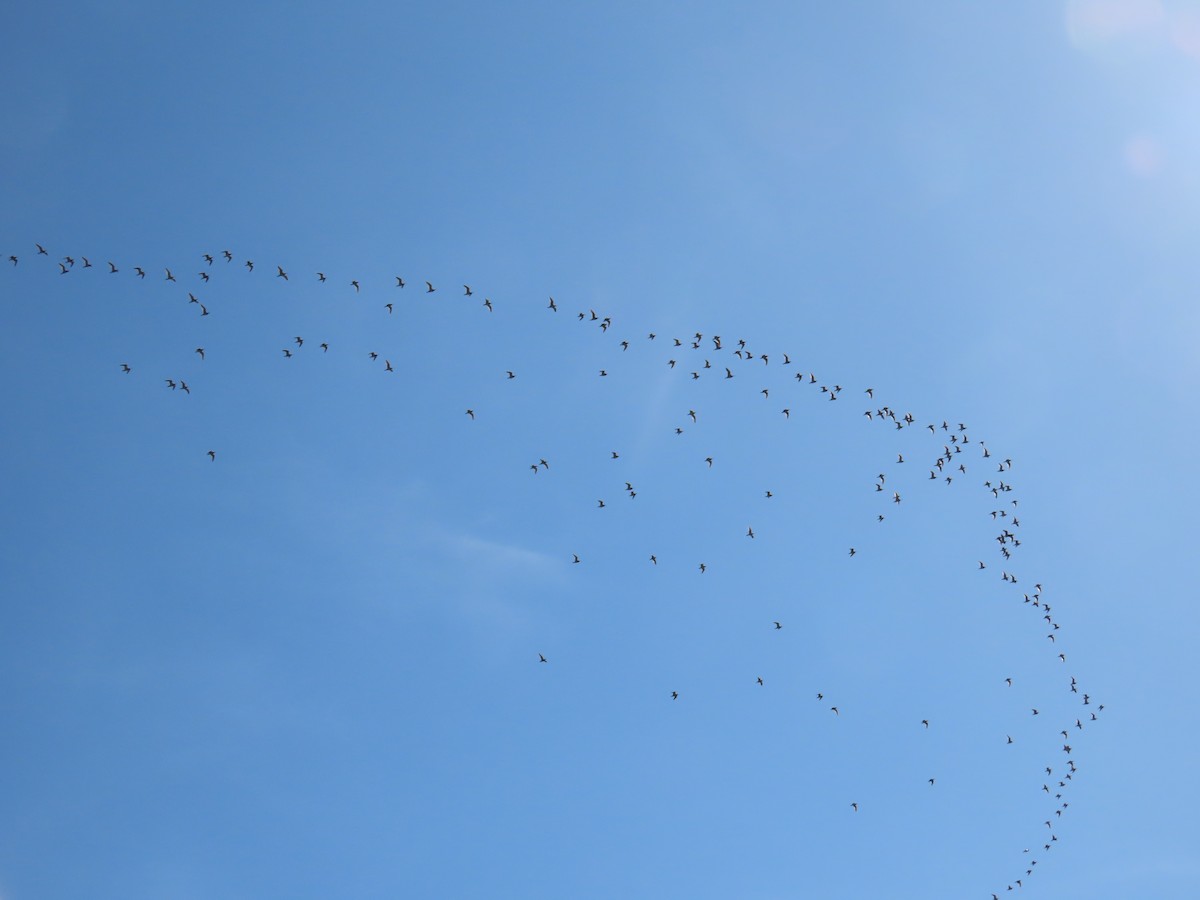 Whimbrel - Elizabeth Ferber