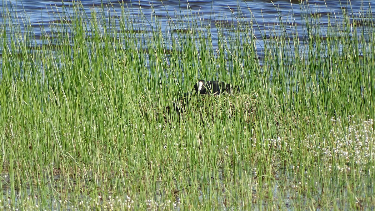 Eurasian Coot - ML617767290