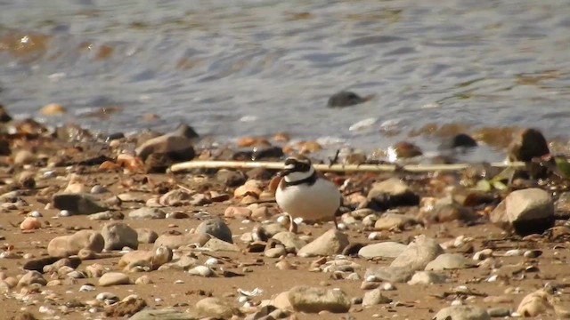 Little Ringed Plover - ML617767295