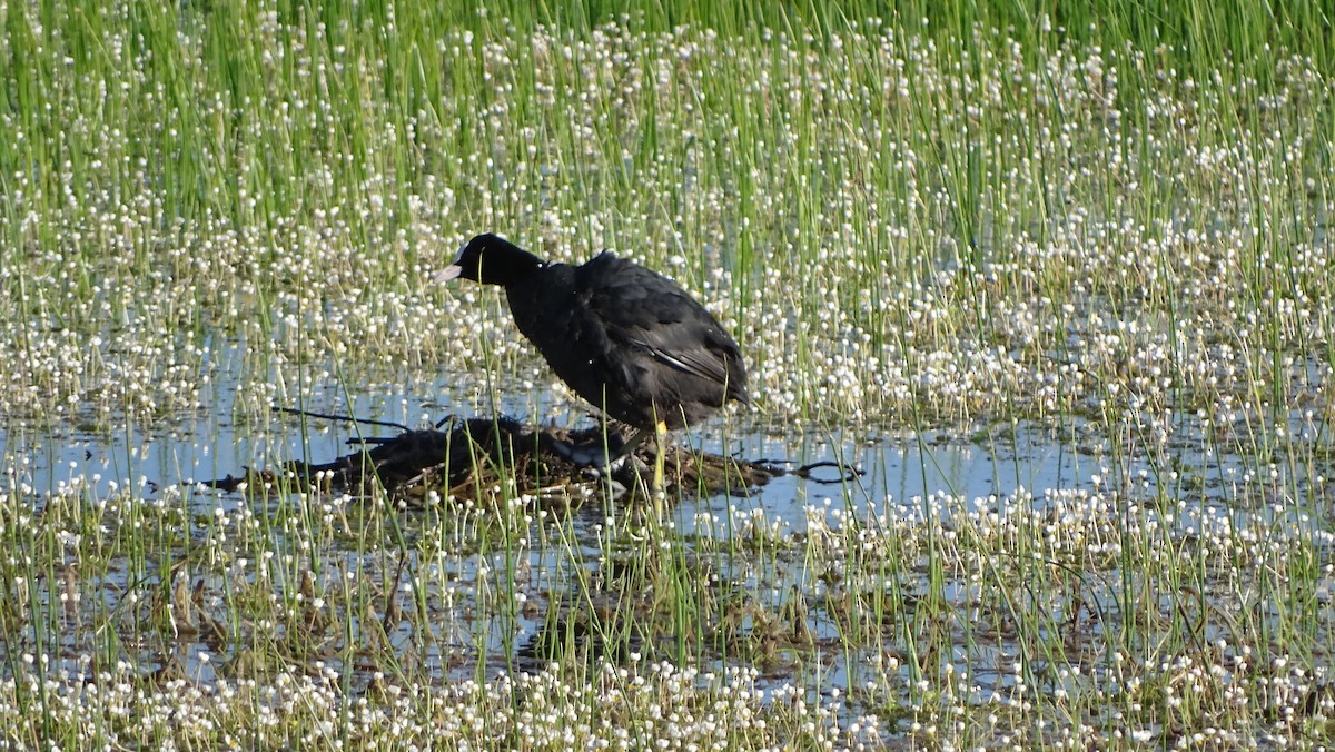 Eurasian Coot - Javier  Feliz Villamarin
