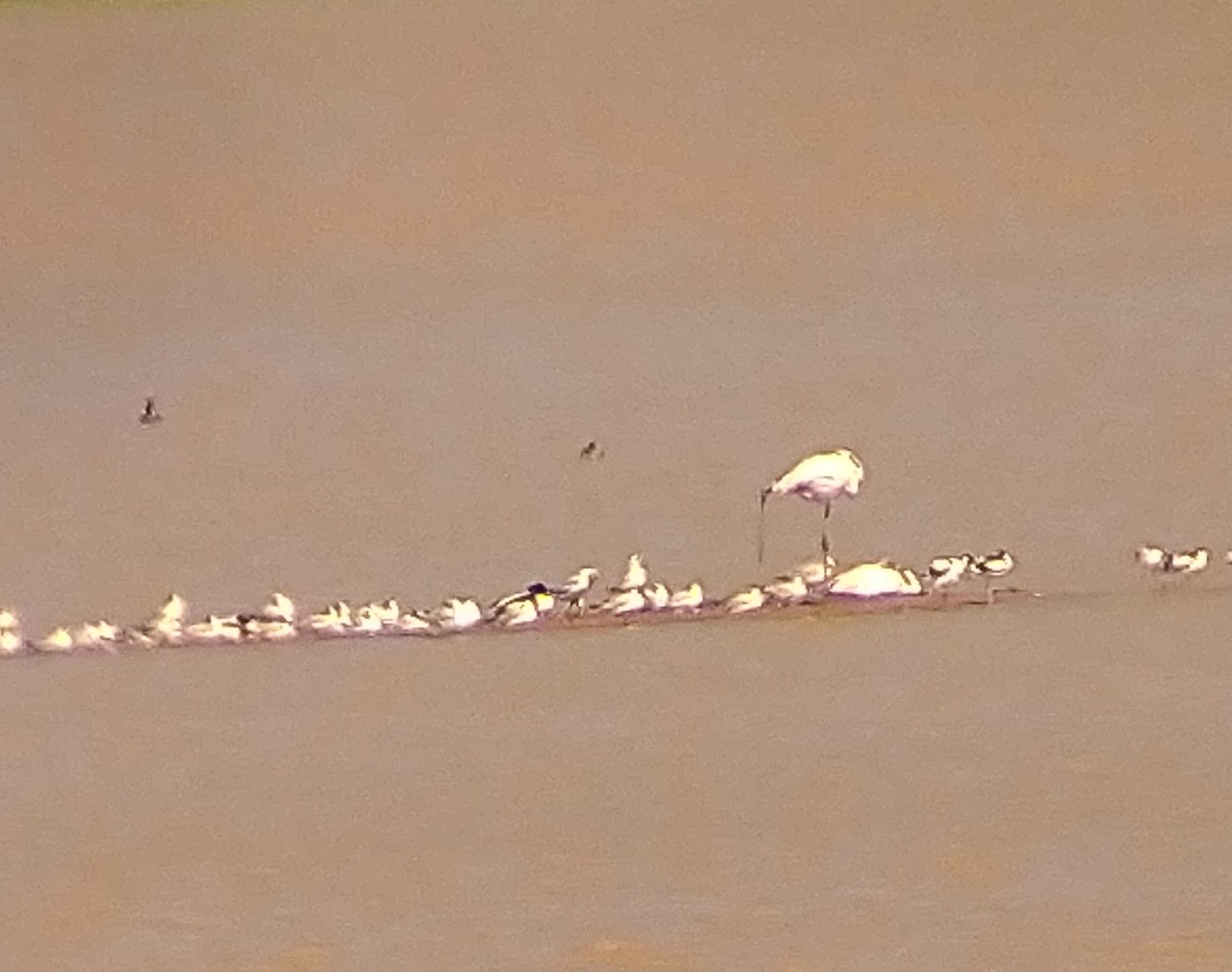 Greater Flamingo - ML617767351