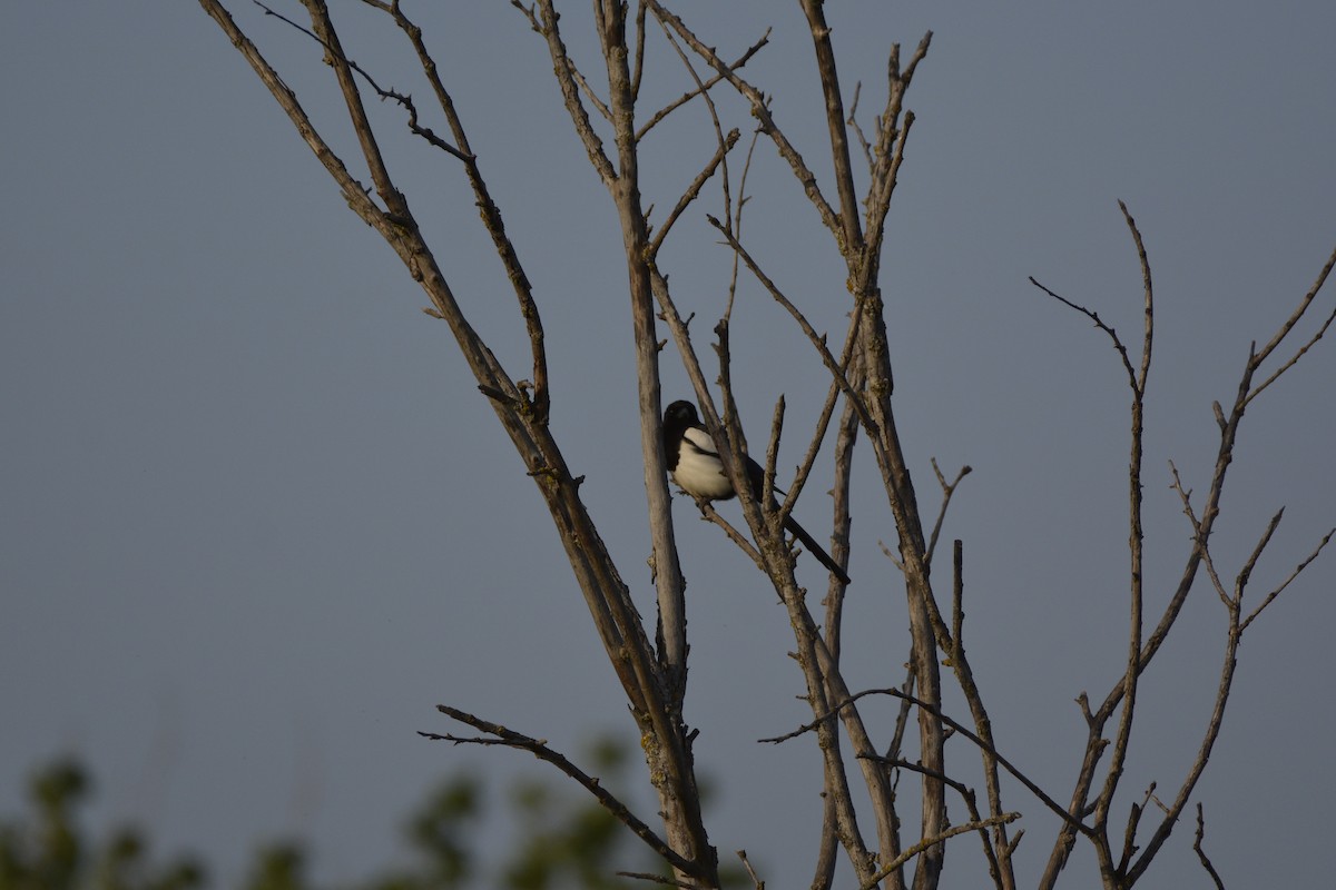 Eurasian Magpie - Pep Cantó