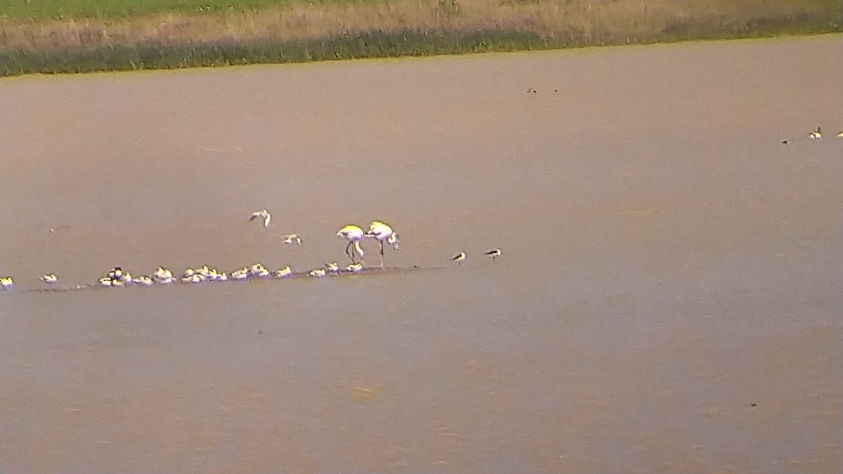 Greater Flamingo - ML617767356