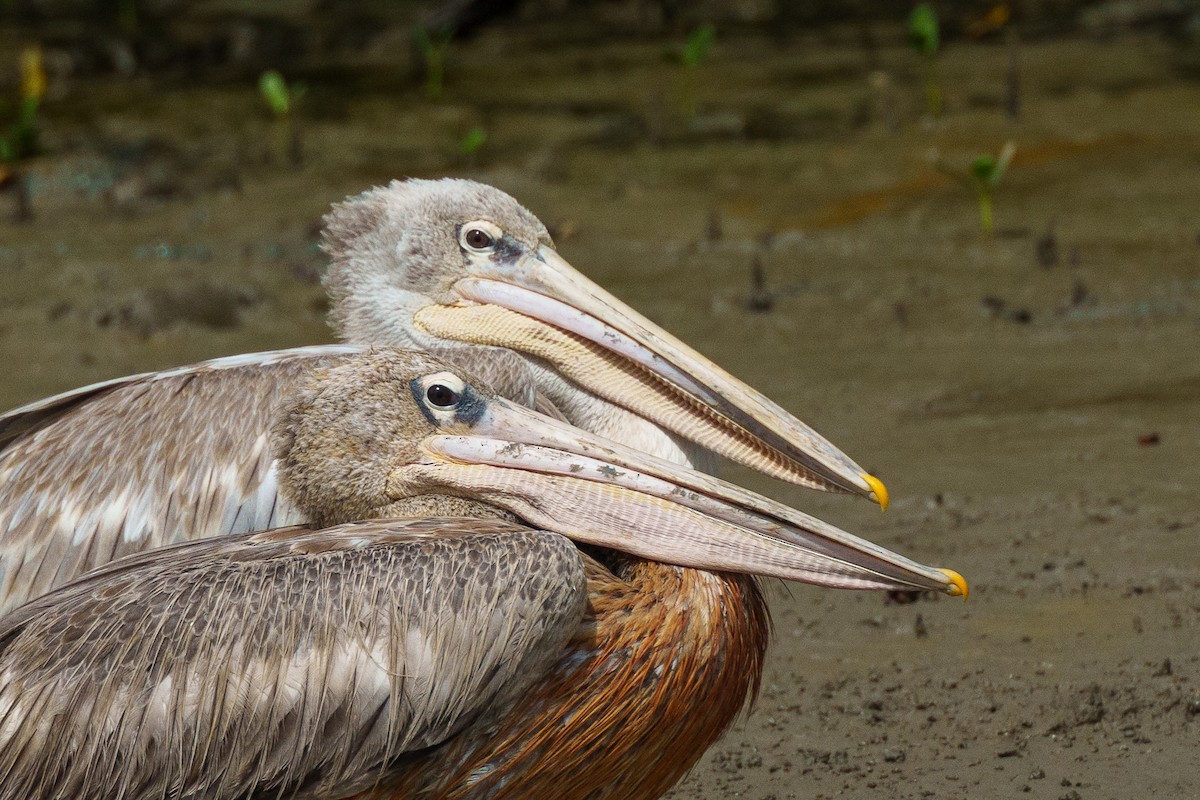 Pink-backed Pelican - Laurent Esselen