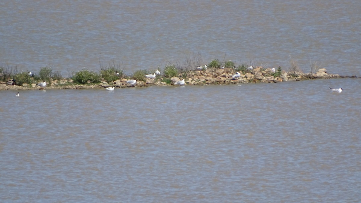 Black-headed Gull - ML617767376