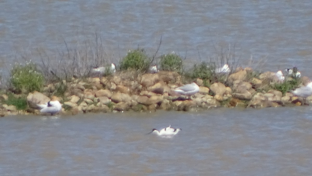 Black-headed Gull - ML617767378