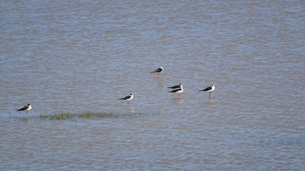Black-winged Stilt - ML617767415