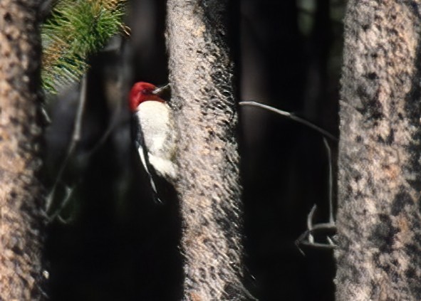 Red-headed Woodpecker - ML617767429
