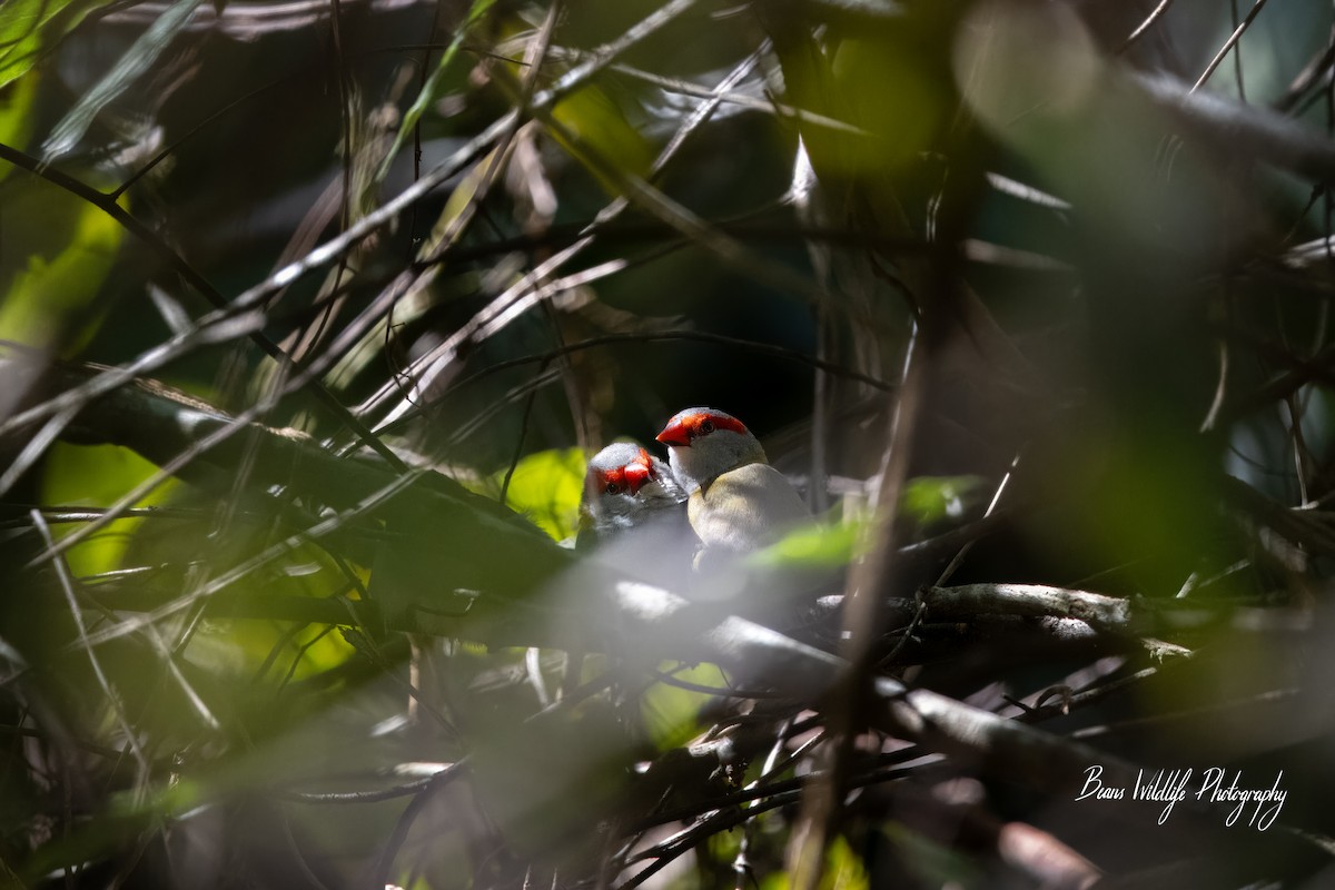 Red-browed Firetail - ML617767433