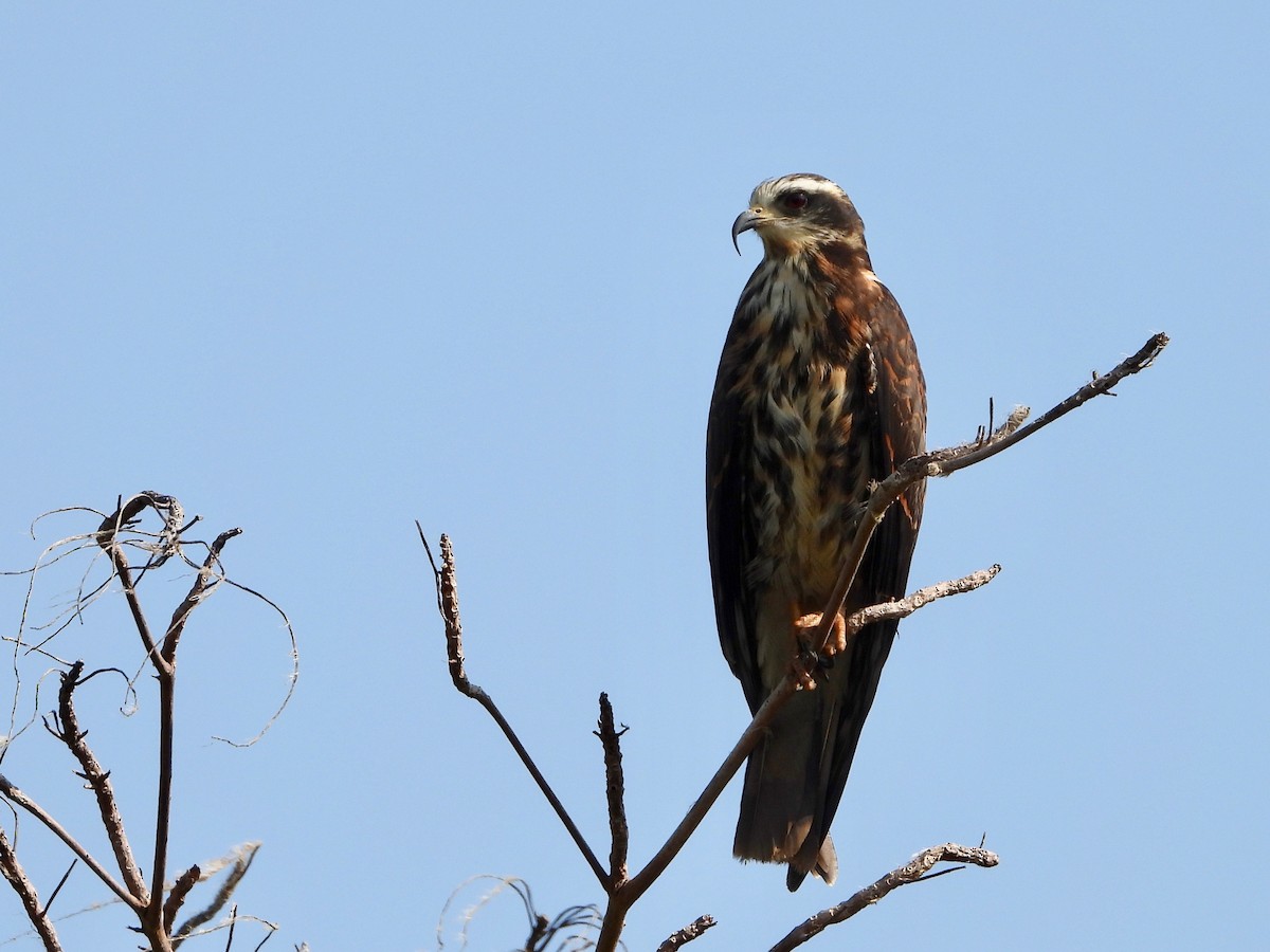 Snail Kite - Jeanette Frazier