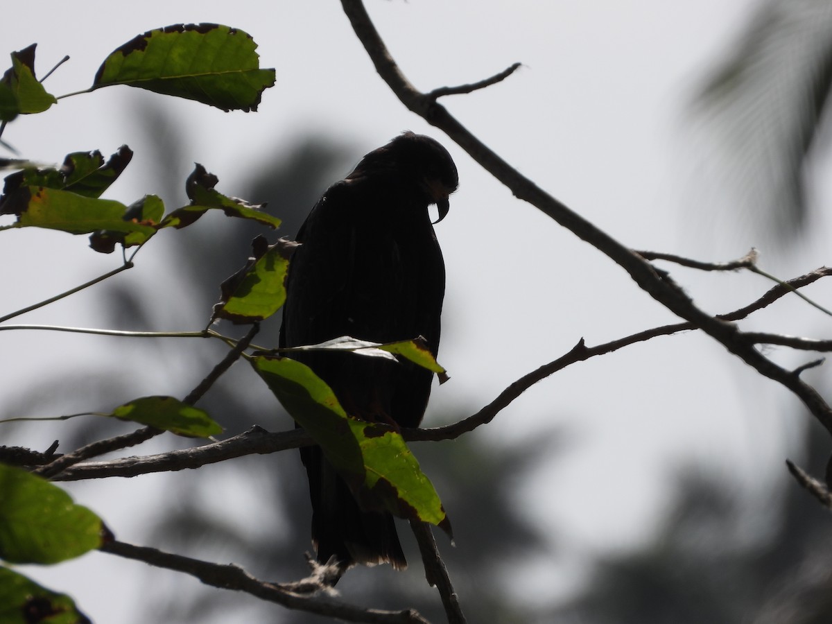 Snail Kite - Jeanette Frazier