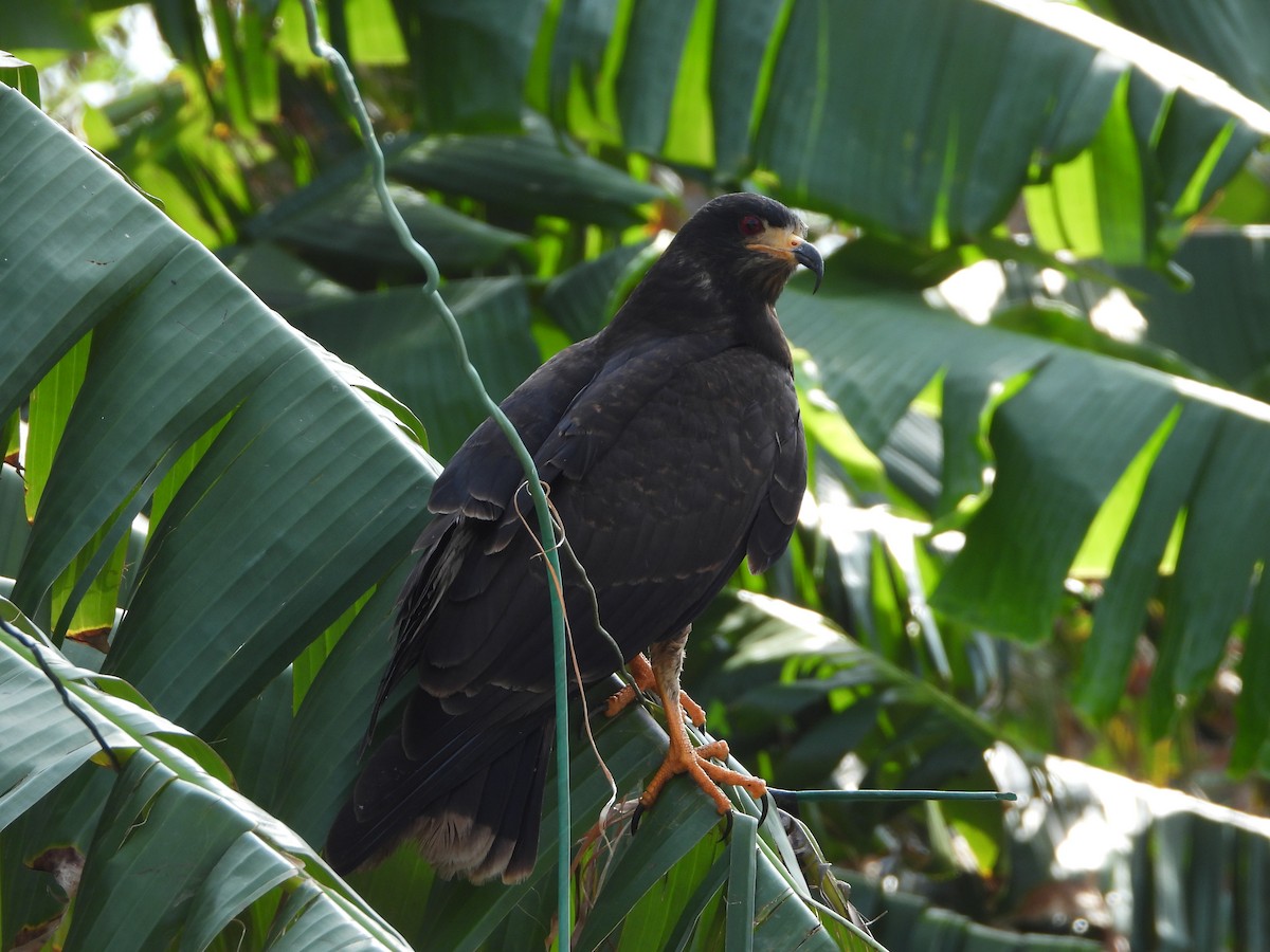 Snail Kite - ML617767445