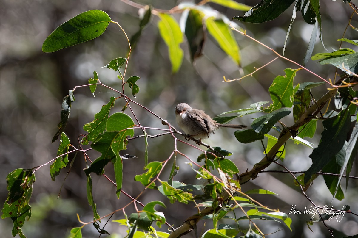 Superb Fairywren - ML617767447