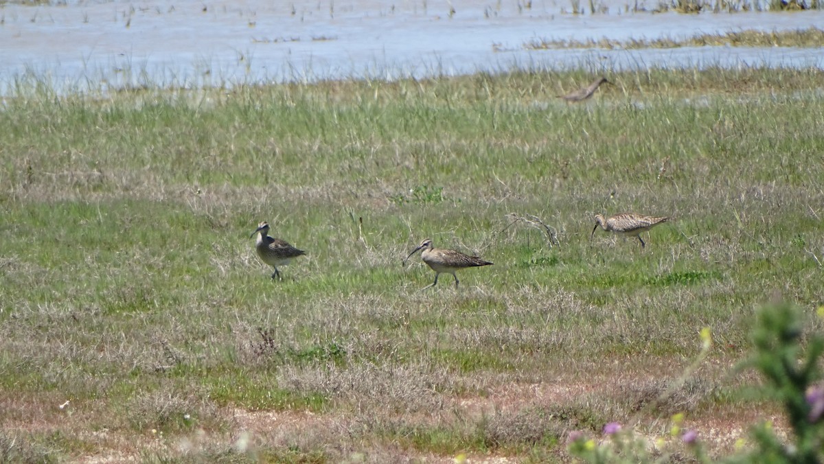 Eurasian Whimbrel - ML617767453