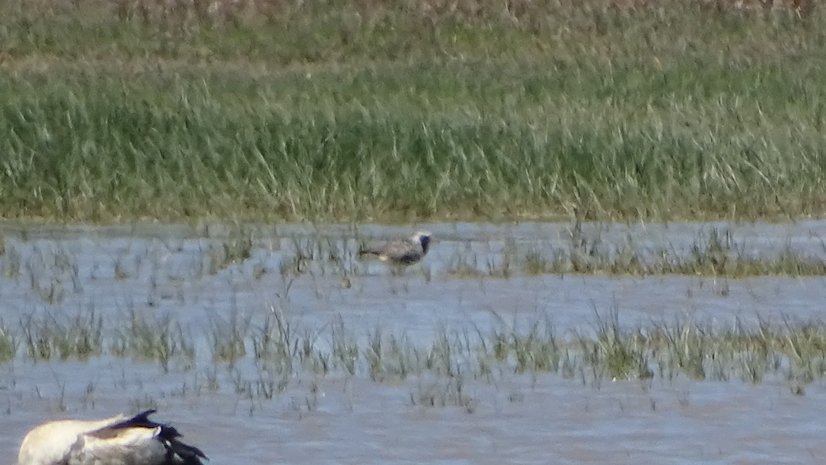 Black-bellied Plover - ML617767460