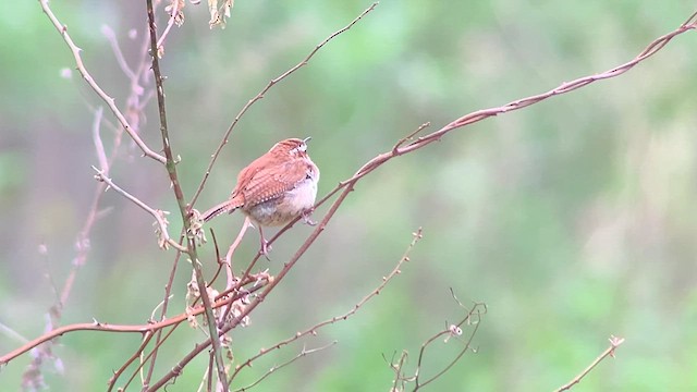 Carolina Wren (Northern) - ML617767462