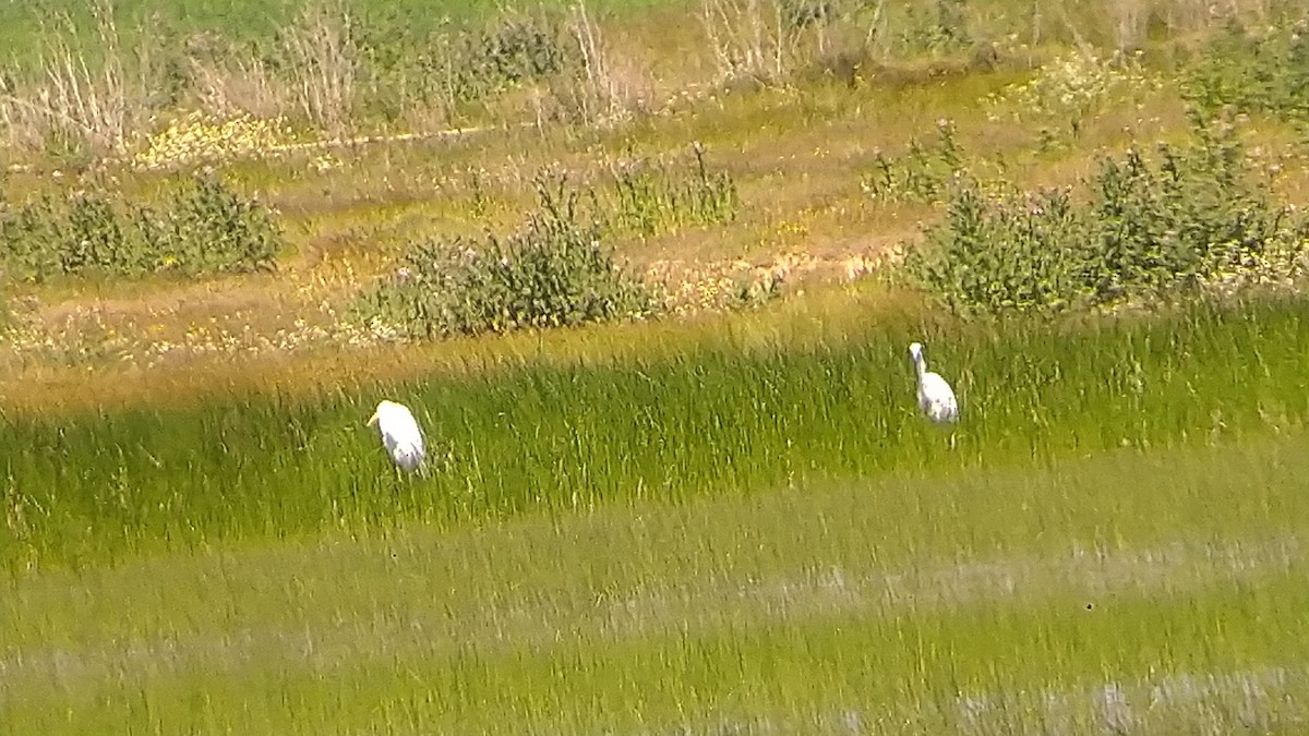 Great Egret - ML617767483