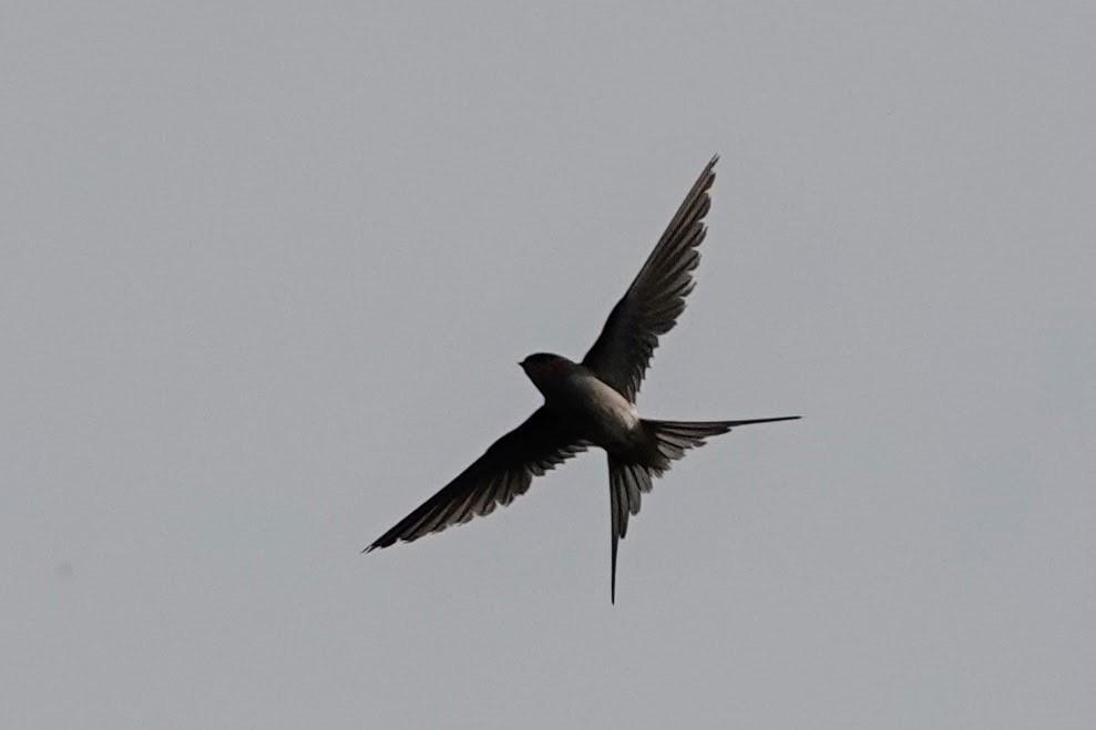 Crested Treeswift - ML617767519