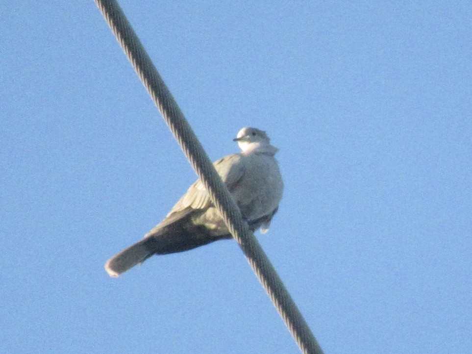 Eurasian Collared-Dove - Adam Burnett