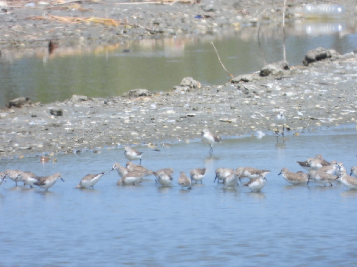 Sandstrandläufer - ML617767584