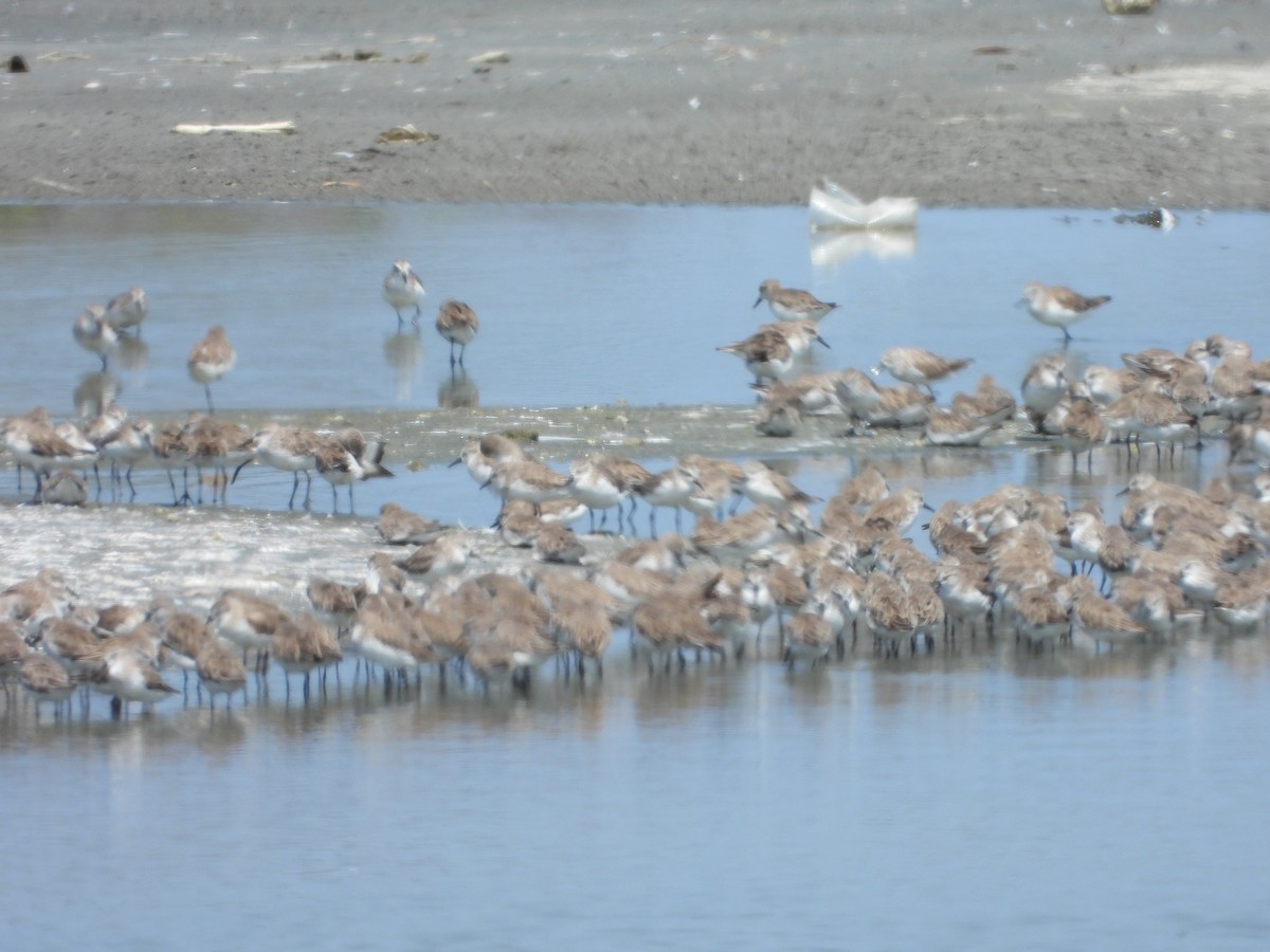 Semipalmated Sandpiper - Jeanette Frazier