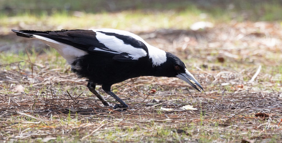 Australian Magpie (Western) - ML617767631