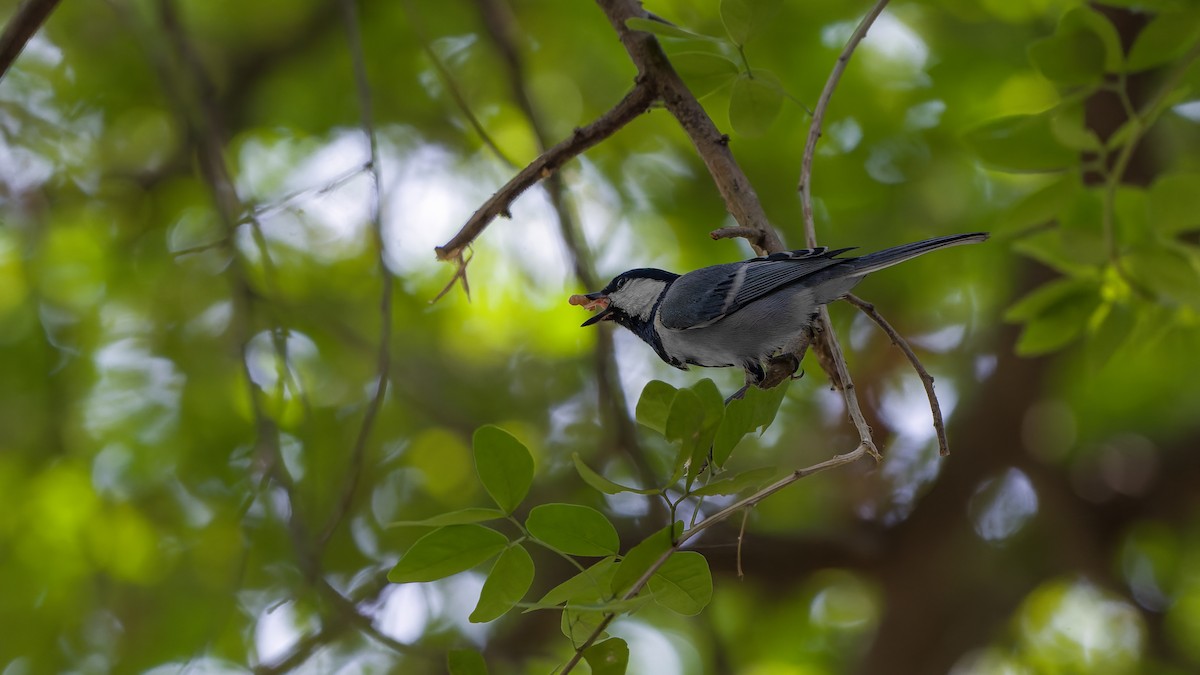 Cinereous Tit - ML617767687