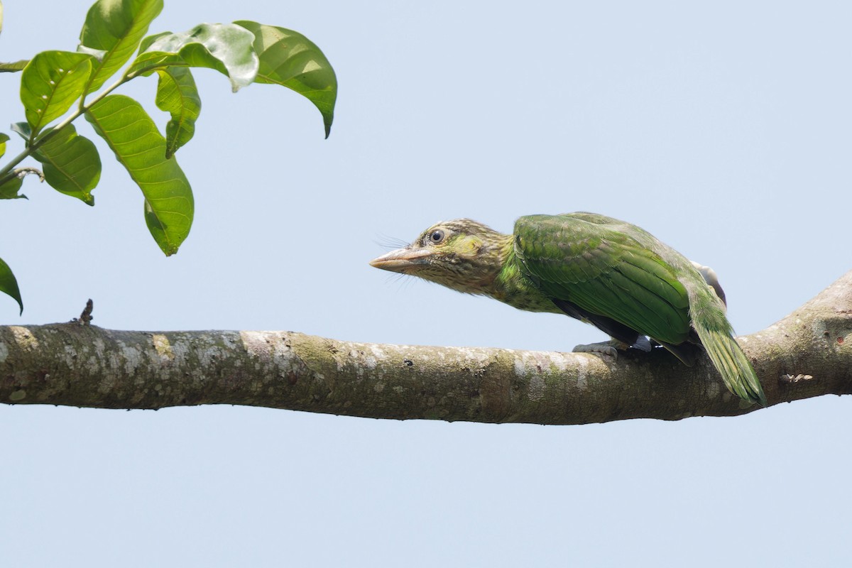 Yeşil Kulaklı Barbet - ML617767699