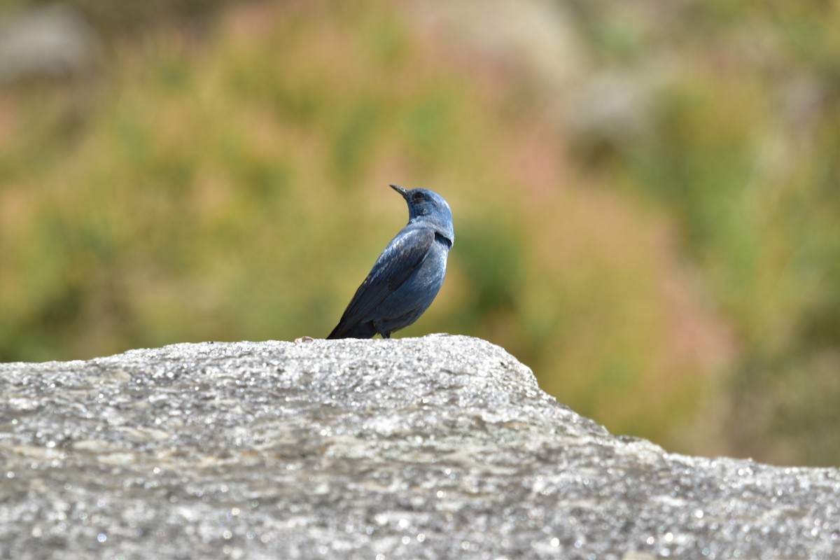 Blue Rock-Thrush - ML617767710