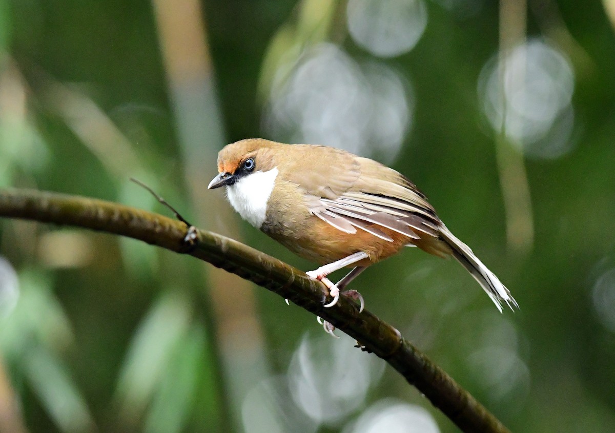 White-throated Laughingthrush - Ajoy Kumar Dawn