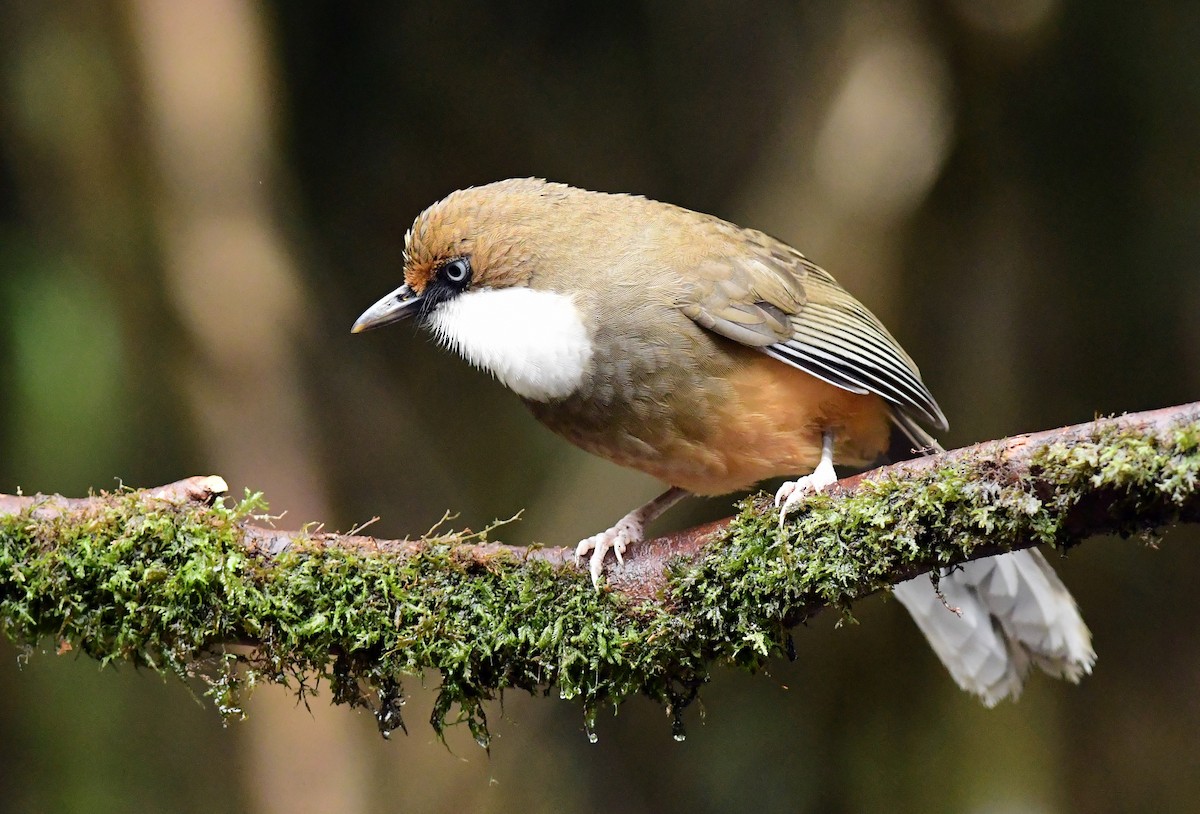 White-throated Laughingthrush - ML617767725