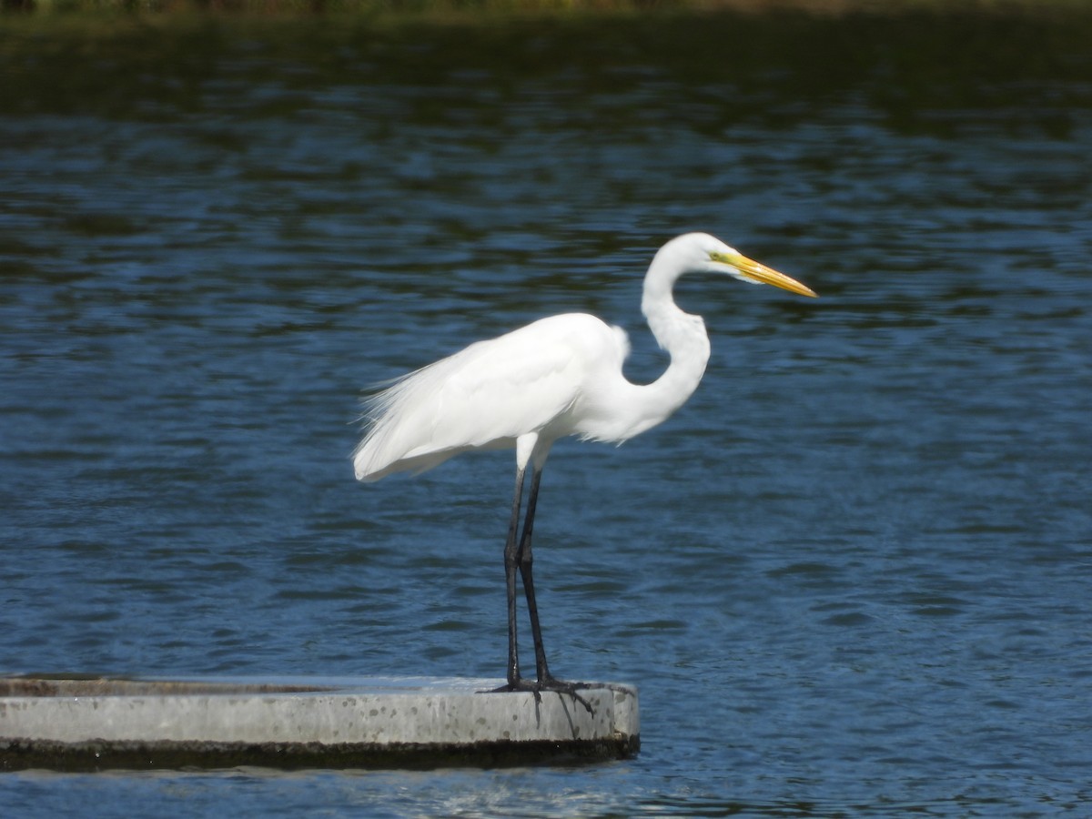 Great Egret - ML617767728