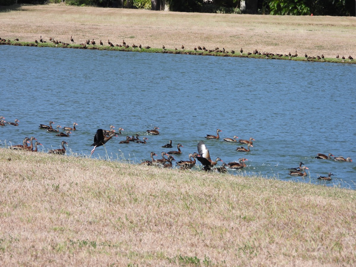 Black-bellied Whistling-Duck - ML617767745