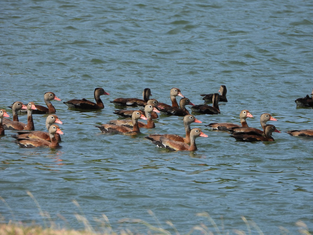 Black-bellied Whistling-Duck - ML617767746