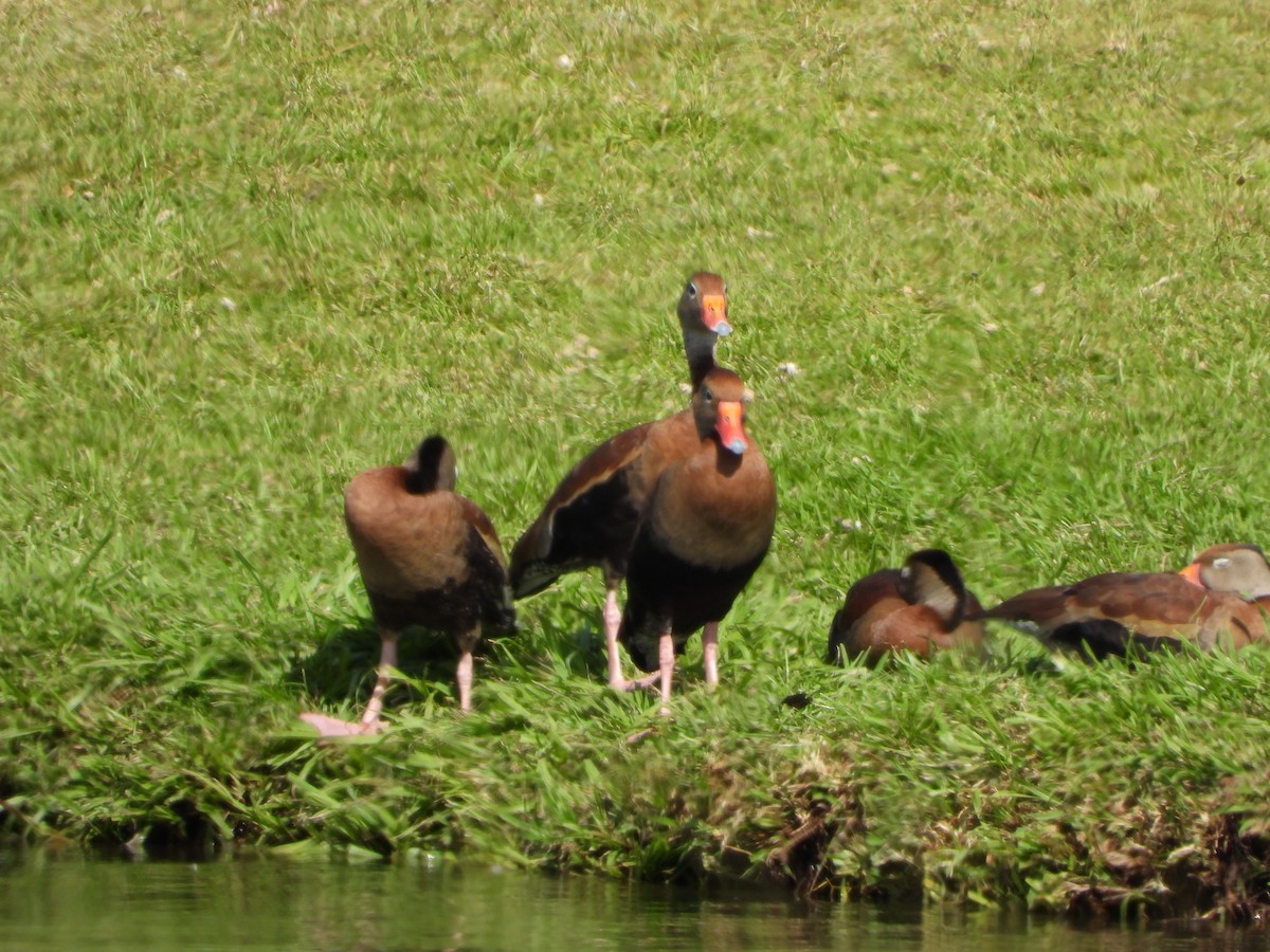 Black-bellied Whistling-Duck - ML617767771