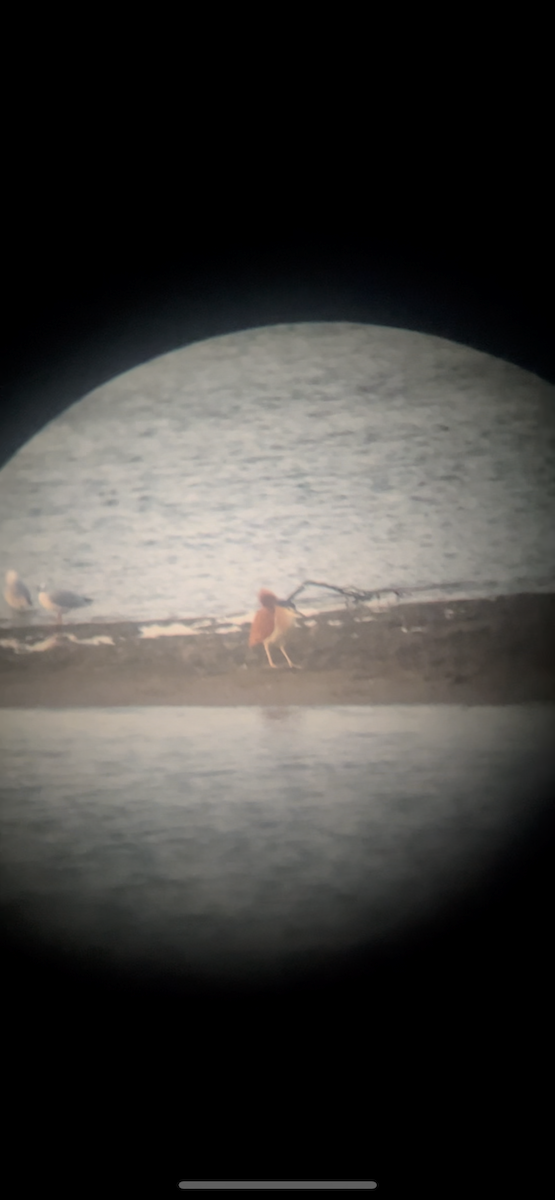 Nankeen Night Heron - ML617767808