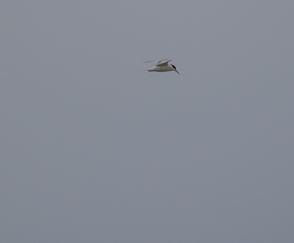 Common Tern - Kirk Gardner