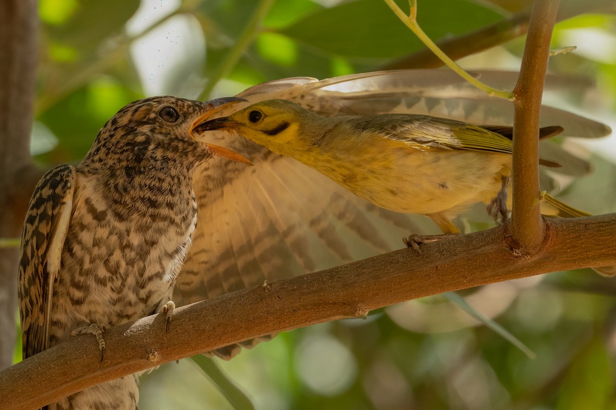 Brush Cuckoo - Adrian Boyle