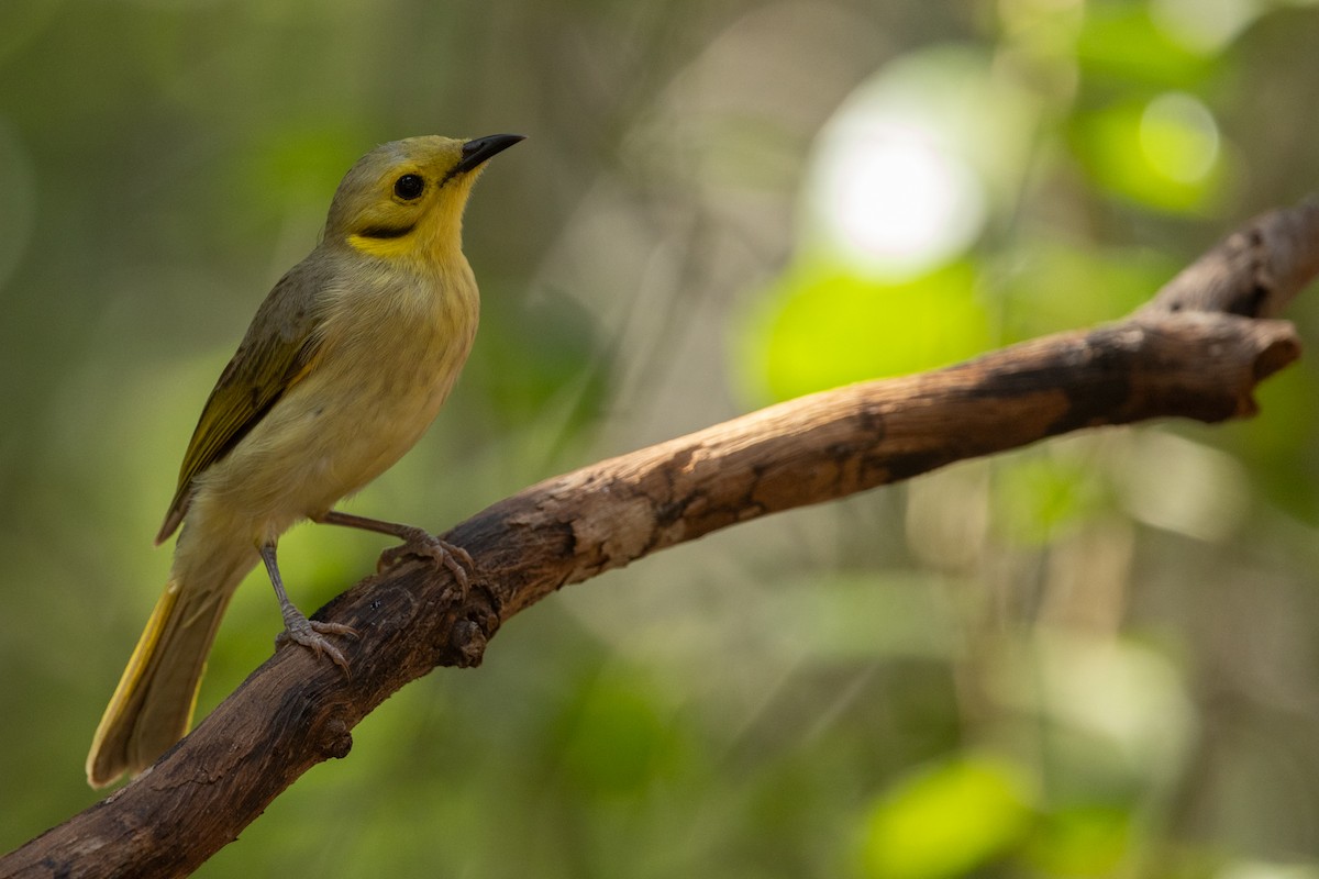 Yellow-tinted Honeyeater - ML617767840