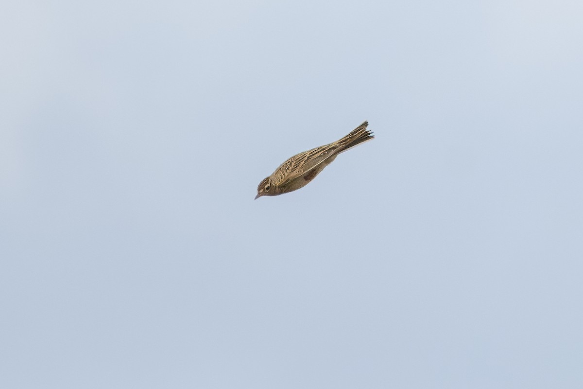 Eurasian Skylark - Ethan Denton