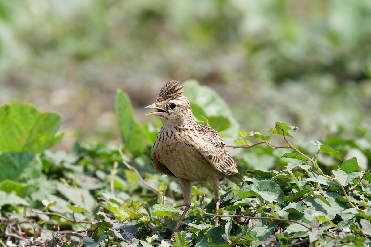 Oriental Skylark - ML617767884