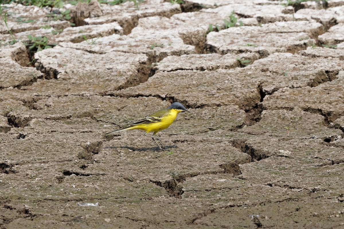 Eastern Yellow Wagtail - ML617767891