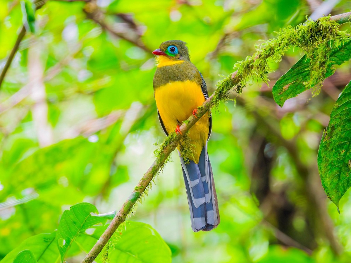 Sumatran Trogon - ML617767945