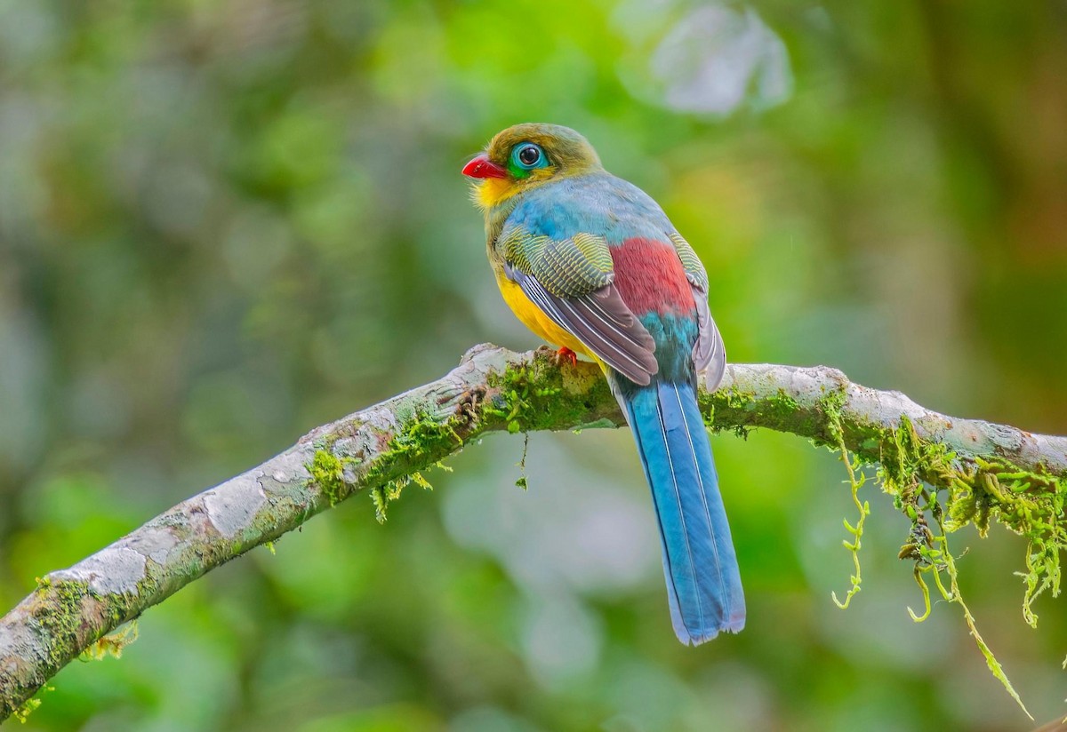 Sumatran Trogon - ML617767946