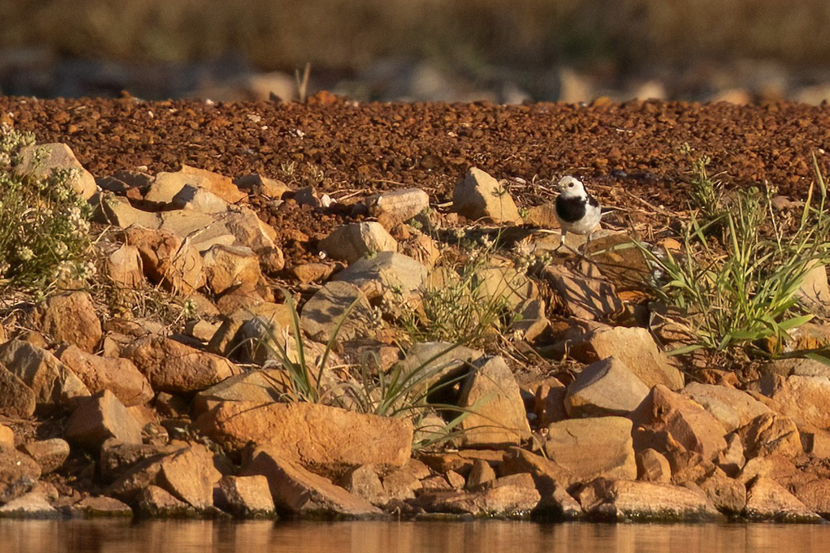 White Wagtail (Chinese) - ML617767950