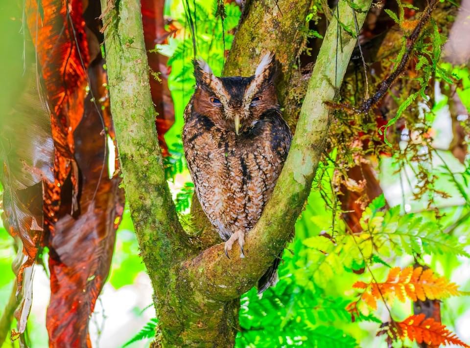 Rajah Scops-Owl - ML617767966