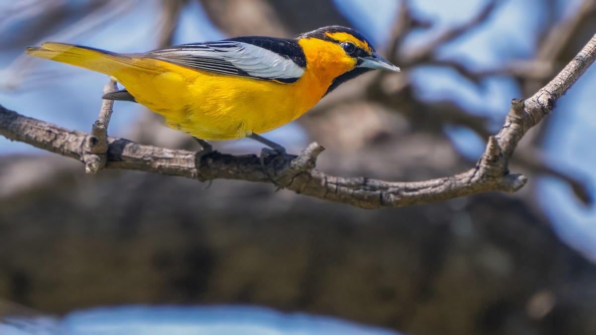 Bullock's Oriole - ML617768011